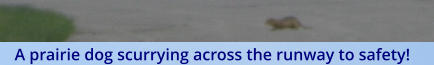 A prairie dog scurrying across the runway to safety!