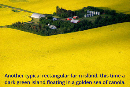 Another typical rectangular farm island, this time a dark green island floating in a golden sea of canola.